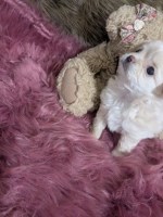 LC Apple Head Female Chihuahua Pearl Chihuahua for sale/adoption