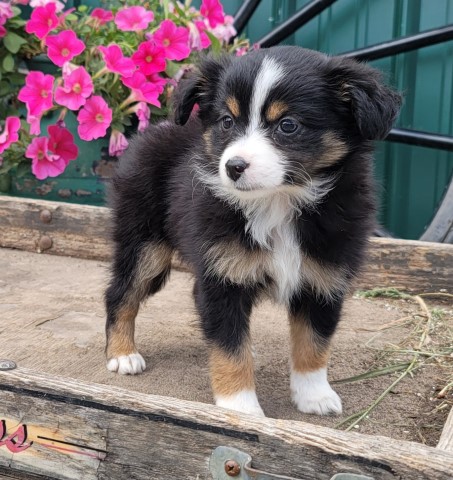 Four adorable purebred toy Aussies born April 21 price reduced.