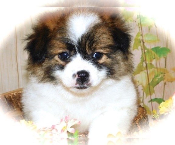 Shih Tzu puppy for sale + 66730