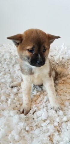 Shiba Inu puppy for sale + 55065