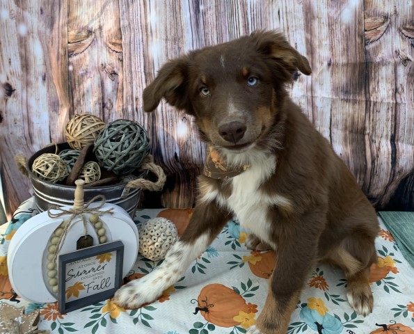 Standard size Australian shepherds