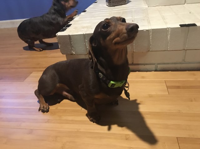 Dachshund puppy dog for sale in Salem,, Oregon