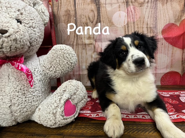 Australian Shepherd puppies - AKC, Farm raised, and highly socialized