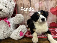 Australian Shepherd puppies - AKC, Farm raised, and highly socialized Australian Shepherd Dog for sale/adoption