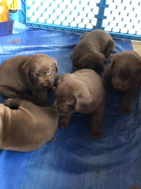 AKC Registered Labrador Puppies