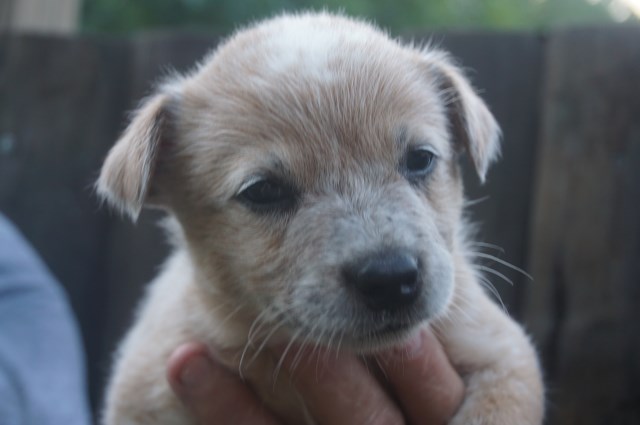 Australian Cattle Dog puppy for sale + 53566