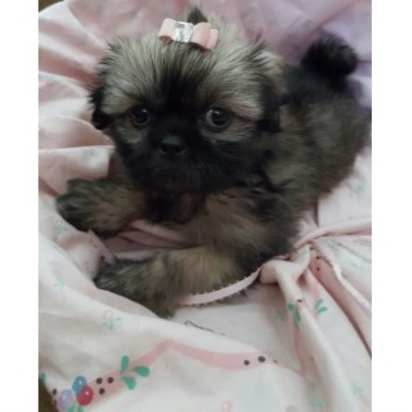 Hard To Find Shorkie