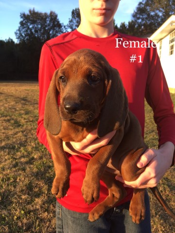 Redbone Christmas puppies for sale