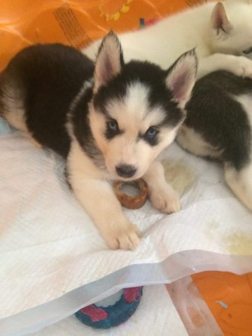 Siberian Husky puppy for sale + 48573