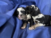 Borderaussie doodle pups Australian Shepherd Dog for sale/adoption