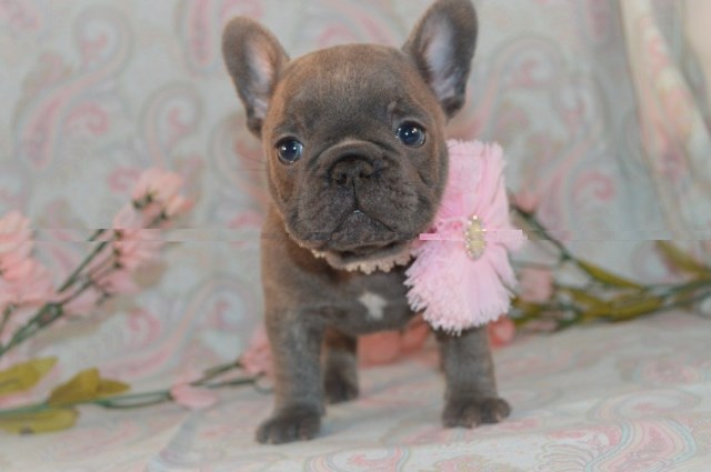 Thor is the largest handsome flashy pup in the litter