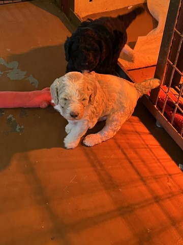 Poodle Standard puppy for sale + 64568