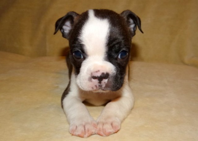 Boston Terrier puppy, AKC Registered, Champion bloodlines!!