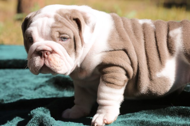 English Bulldog puppy for sale + 58719