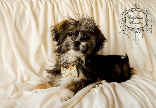Shih Tzu / Maltese puppy, male - Versace