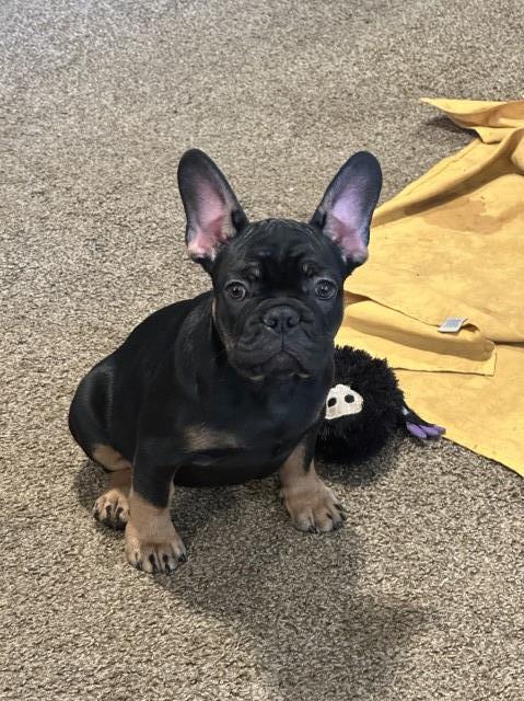 French Bulldog puppy for sale + 66105