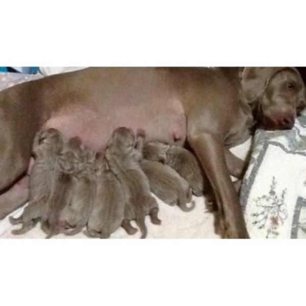 Newborn Weim Homing On March 15 2016