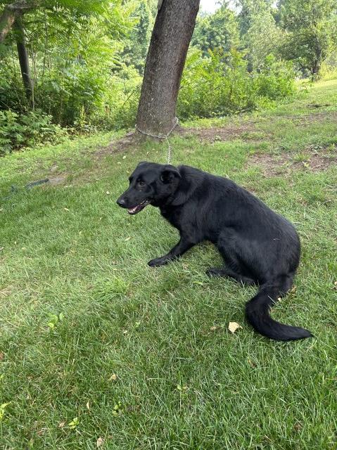 Akc german shepherd female