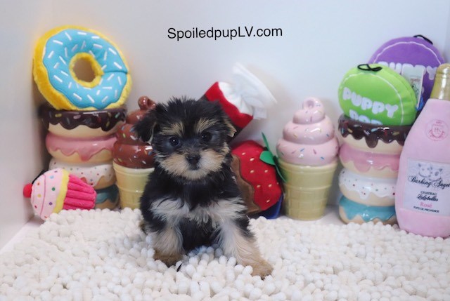 Morkie - Wakanda - Female