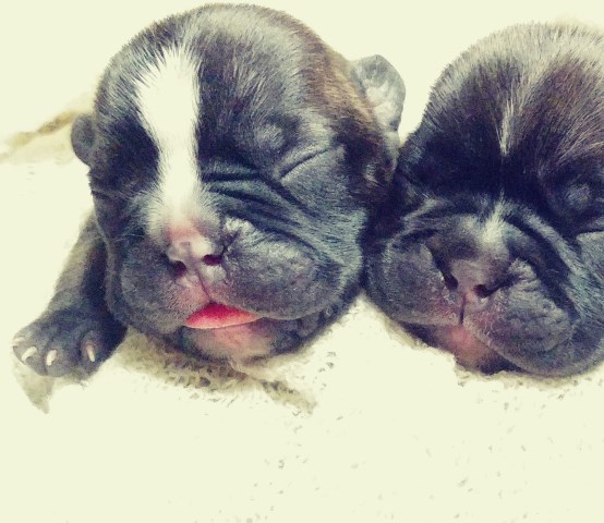 French Bulldog puppy dog for sale in Orange, Virginia