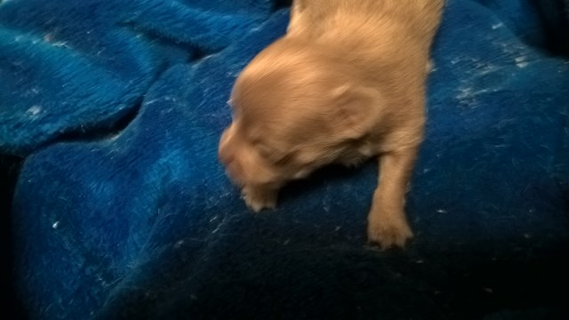 Chihuahua puppy for sale + 54517