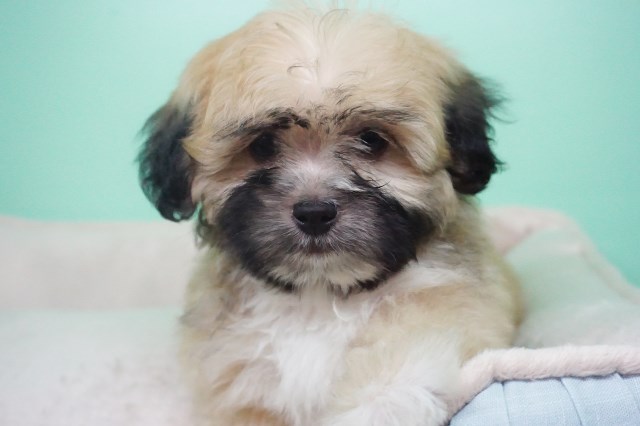 Maltese puppy for sale + 54305