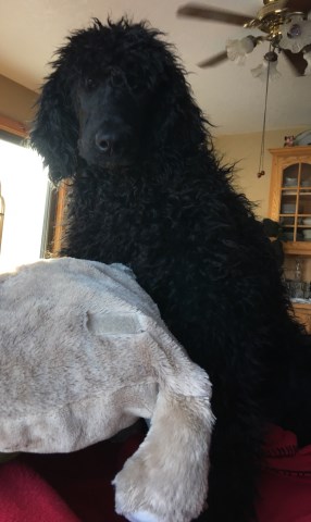 Poodle Standard puppy for sale + 52049
