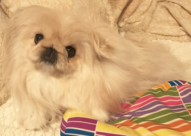 Pekingese puppy for sale + 51485