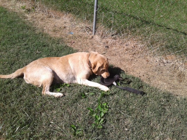 Akc yellow labrador