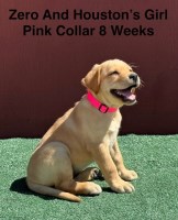 AKC Light Fox Red And Yellow Labrador Puppies Labrador Retriever for sale/adoption