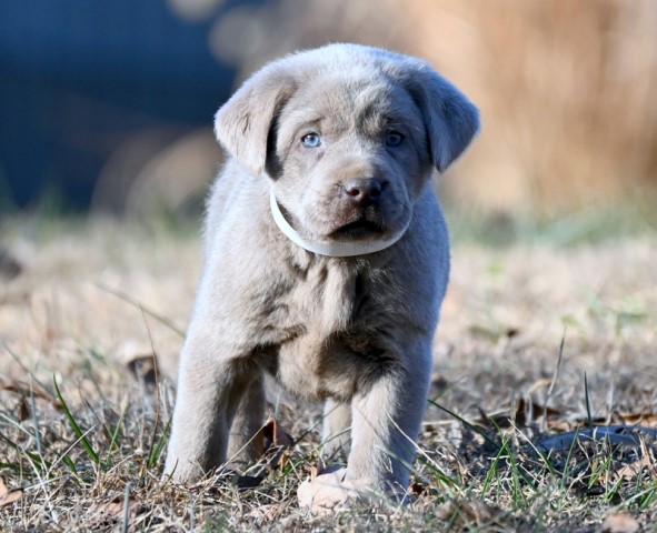 AKC Silver American Labrador Retriever Puppies for Adoption!