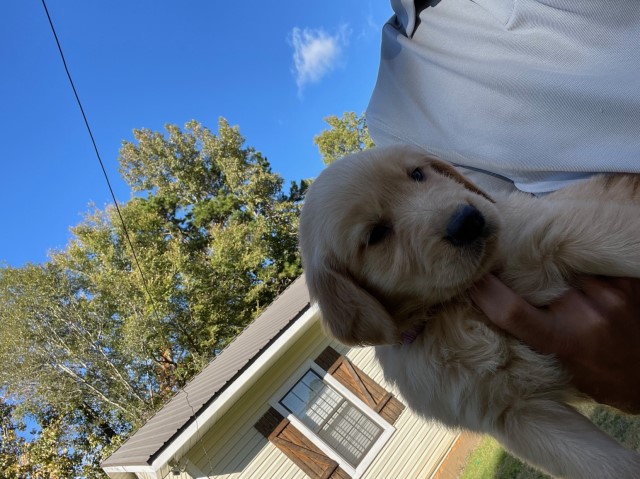 AKC Golden Retriever puppy