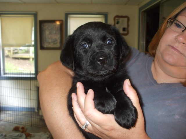 Labrador Retriever puppy for sale + 53874