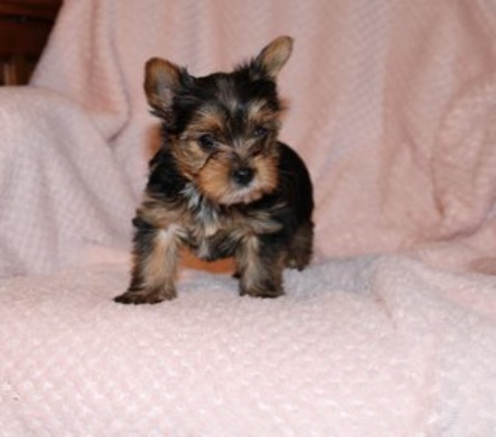 Yorkshire Terrier puppy for sale + 61442