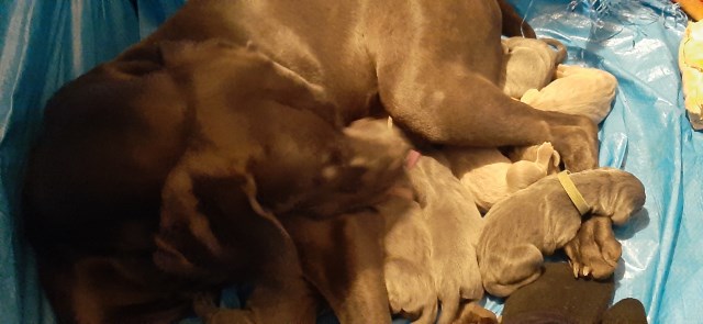 Blue puppies for sale delivery available