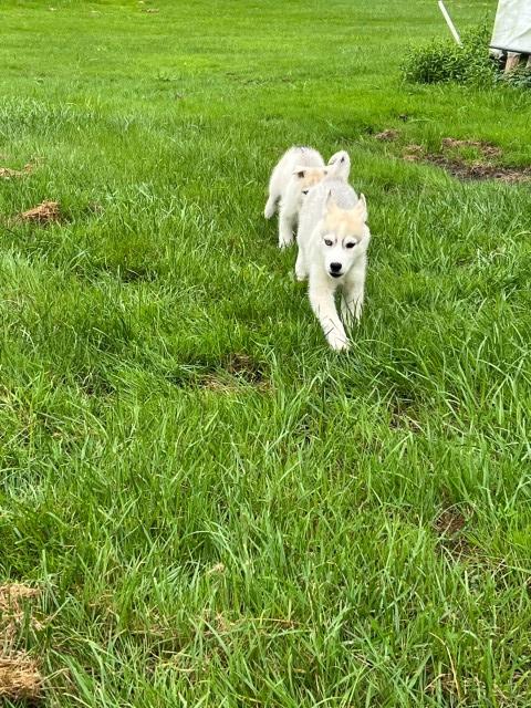 Siberian Husky puppy for sale + 65084