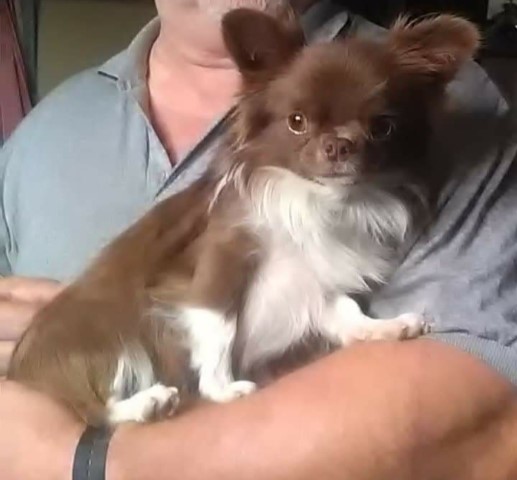 ISO Long Coat Female Chihuahua