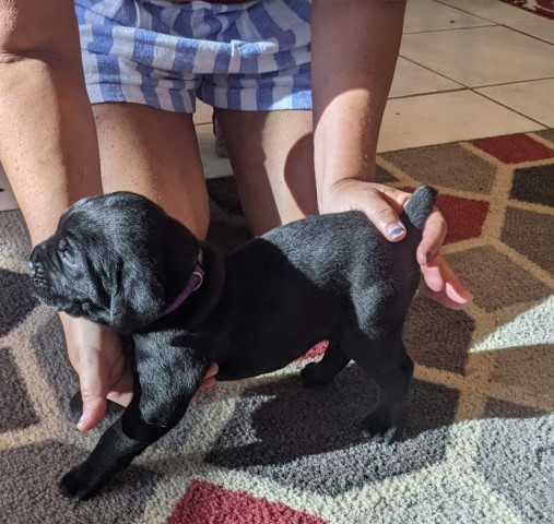 Cane Corso puppy for sale + 63460