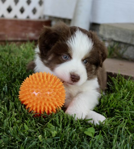 Miniature Australian Shepherd puppy for sale + 51952