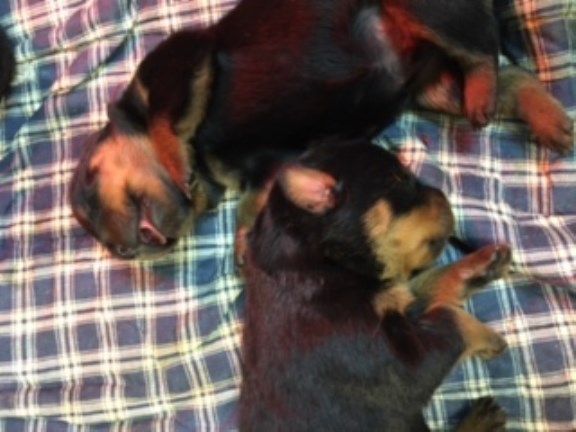 AKC Rotweiler Pups Available