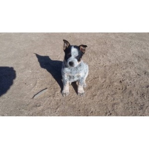 Australian Cattle Dog Puppy