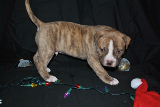 American Bulldog Puppy for Sale: Gibson