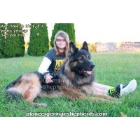 german shepherd puppies for adoption in pa german shepherd puppies and dogs for sale adoption in pennsylvania freedoglistings german shepherd puppies for adoption in pa german shepherd puppies and dogs for sale adoption in pennsylvania freedoglistings