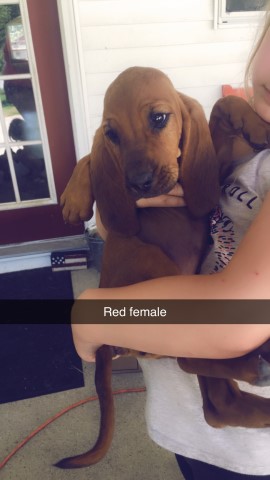 Bloodhound puppy for sale + 61129