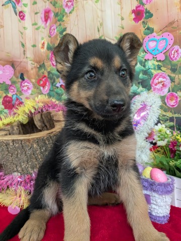 German Shepherd Dog puppy for sale + 66371