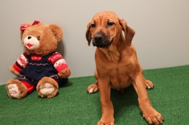 Gorgeous Rhodesian Ridgeback puppies