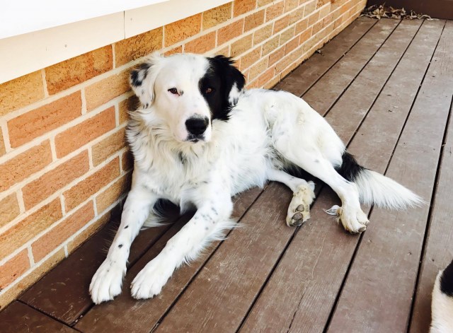 Australian Shepherd Dog puppy for sale + 48703