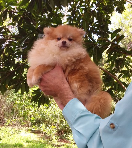 Tiny Orange  Bear   Pomeranian Puppy Male