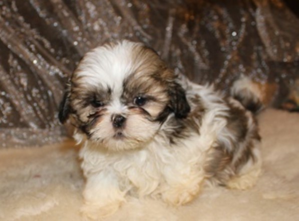 Shih Tzu puppy for sale + 62711