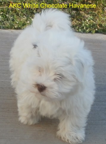 White Chocolate Havanese Females $1200